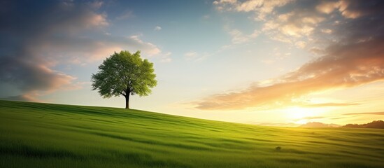 Wall Mural - An evening summer sunset setting the scene for a solitary tree in a green grass field, creating a captivating copy space image.