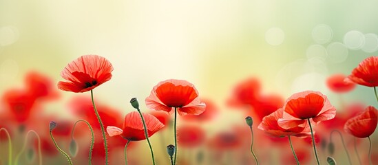 Wall Mural - Vivid red poppies creating a stunning natural backdrop with ample copy space image.