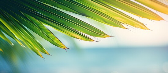 Poster - A blurred image of a stunning green palm leaf on a tropical beach with sunlight filtering through, creating an abstract background. Ideal for summer vacation and business travel