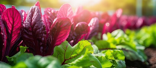 Poster - beetroot leaves in the garden with beetroots grown for edible roots and colorful salad leaves, featu