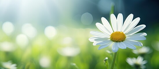Poster - A beautiful white daisy blooming in spring with a copy space image.