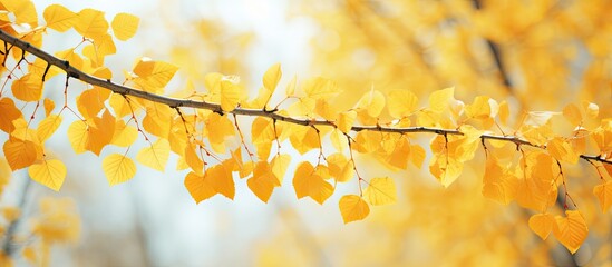 Poster - Birch foliage transitioning to a golden hue in the early autumn with a copy space image included.