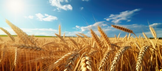 Poster - A picturesque rural scene of a ripe wheat field, conveying the concept of a bountiful harvest, with room for text or other illustrations in the image.