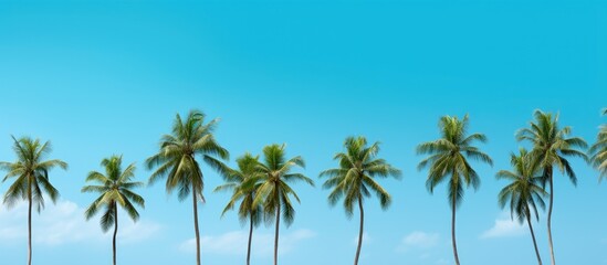 Poster - Various small coconut trees, some with young coconuts, with the possibility of a copy space image.