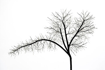 Wall Mural - Silhouette of a bare tree with branches reaching up