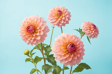 Wall Mural - Pink Dahlias on a Blue Background