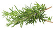 © momina - A close-up image of fresh rosemary sprigs isolated on a white background