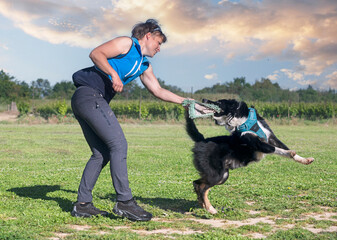 Sticker - obedience training for border collie