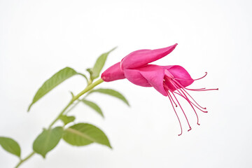 Wall Mural - Close-up of a Pink Fuchsia Flower with Green Leaves on a White Background