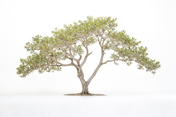 Wall Mural - Single Tree Isolated on White Background