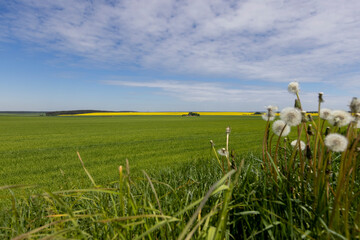 Wall Mural - huge field with a harvest of unripe wheat