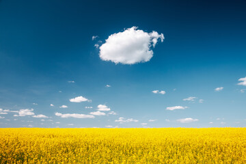 Poster - Spectacular yellow canola field and blue sky on a sunny day.