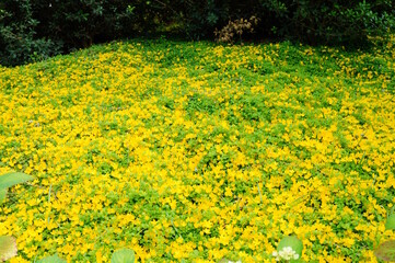 Poster - A yellow herbaceous plant. A coin collar.