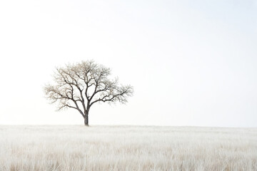 Poster - Lone Tree in a Snowy Field