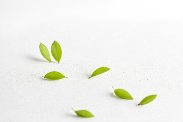 Poster - Green Leaves on White Background