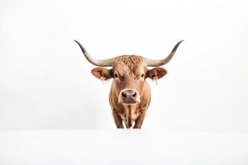 Wall Mural - Brown Cow with Horns Looking at Camera on White Background