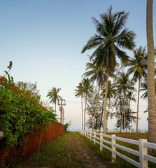 Wall Mural - path to the beach with palm tree 