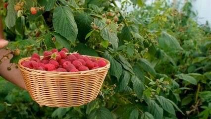 Wall Mural - A woman farmer harvests raspberries in the garden. Selective focus.