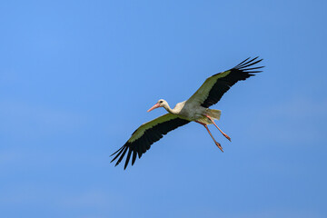 Poster - A White Stork in flight blue sky