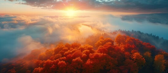 Wall Mural - Aerial view of beautiful orange trees on the hill and mountains in low clouds at sunrise in autumn