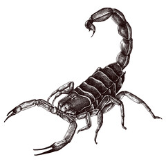 Sticker - Hand drawn scorpion design element