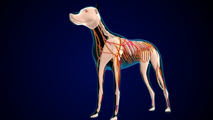 Wall Mural - dog digestive system anatomy. 3d illustration