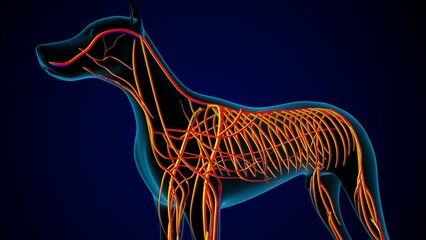 Wall Mural - dog digestive system anatomy. 3d illustration