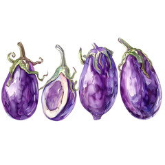 Wall Mural - Set Eggplant on a white background watercolor hand drawing