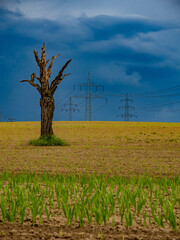 Canvas Print - Abgestorbener Baum vor Strommasten