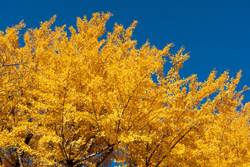 Wall Mural - Yellow color of Ginkgo tree leaf on clear blue sky background