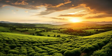 Wall Mural - Sunset over vast expanse of lush green farmland from above. Concept Landscape Photography, Aerial Perspective, Rural Scenery, Golden Hour Shot