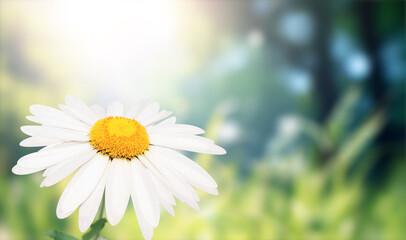 Aufkleber - Wild flower of chamomile in a meadow on sunny nature spring background. Summer scene with camomile flower on green misty backdrop. A picturesque colorful photo with a soft focus