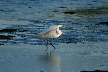 great white heron