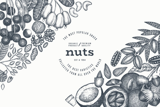 Hand Drawn Nuts Branch And Kernels  Template. Organic Seed Vector Design. Retro Nut Illustration. Engraved Style Botanical Banner.