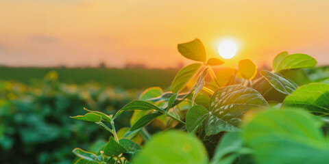 Fresh green crops in field at sunrise
