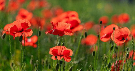 Wall Mural - Field of poppy flowers papaver rhoeas in spring.