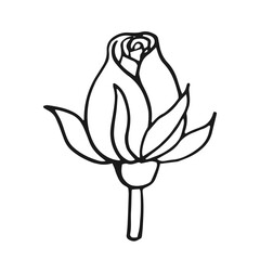 Wall Mural - Rose blossom, buds. Hand drawn vector illustration in outline style.