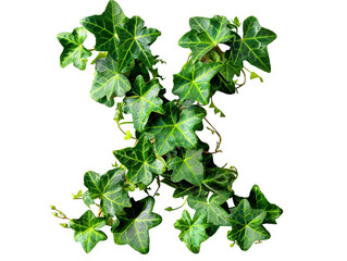 Wall Mural - Letter X in the form of green leaves isolated on a transparent background, alphabet