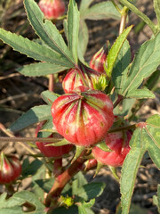 Sticker - red Hibiscus sabdariffa flower in nature garden