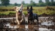 © Ankit - playful dogs enjoying the mud outdoors, pets having fun in the dirt outside