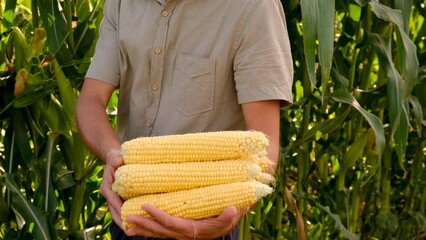 Poster - farmer holds corn in his hands in the garden. Selective focus.