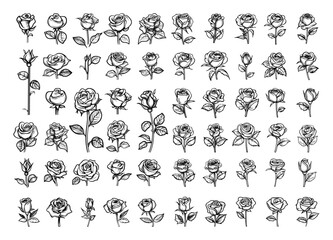 Wall Mural - hand-drawn rose flowers. set of doodle line rose flower icons in simple style on white background. f