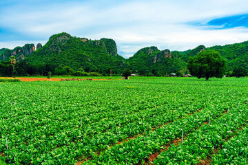 Wall Mural - Beautiful scenery of Chinese broccoli or Chinese kale in line grow on field with mountain in background. Vegetable farming. Harvest of agricultural products by farmers.Take care of growing vegetables.