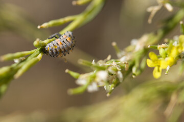 animal, insect, wildlife, nature, fauna, spain, plant, sunny, sp