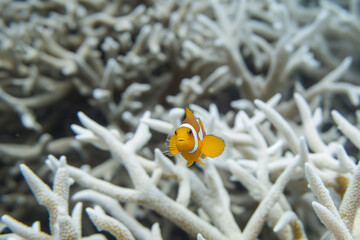 Wall Mural - AI generated illustration of a clownfish swimming near coral in the ocean