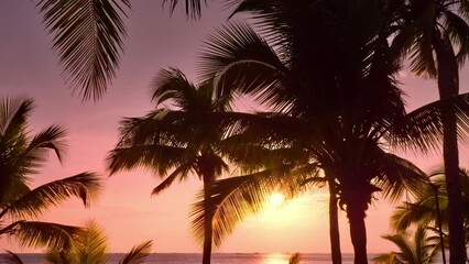 Wall Mural - Silhouette coconut palm tree on sunset sky