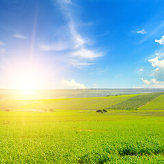 Wall Mural - growing fodder crops of green clover or alfalfa in cultivated fields and a bright sunrise.