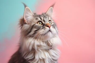 Wall Mural - Portrait of a happy american bobtail cat while standing against pastel or soft colors background