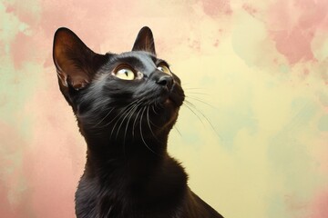 Wall Mural - Portrait of a smiling bombay cat on pastel or soft colors background