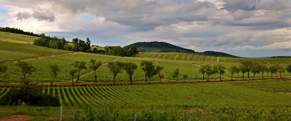 Sticker - Panorama d'un vignoble dans le Beaujolais.